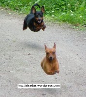 /album/fotos-divertidas/caesvoadores1-jpg/