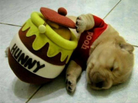 /album/fotos-divertidas/pooh-png/