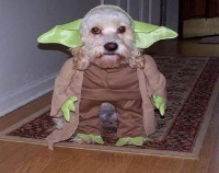 /album/fotos-divertidas/yoda-perro-jpg/
