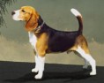 /album/galeria-de-fotos/beagle-jpg/