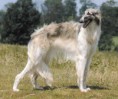 /album/galeria-de-fotos/borzoi-jpg/