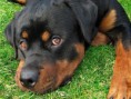 /album/galeria-de-fotos/rottweiler-jpg/