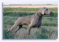 /album/galeria-de-fotos/weimaraner-jpg/