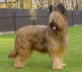 /album/galeria-de-fotos/briard-jpg/