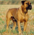 /album/galeria-de-fotos/boerboel-jpg/