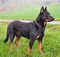 /album/galeria-de-fotos/beauceron-jpg/